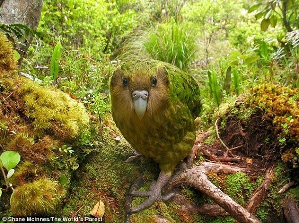Vẹt Kakapo
