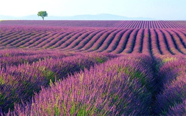 Vườn hoa oải hương Provence – Pháp
