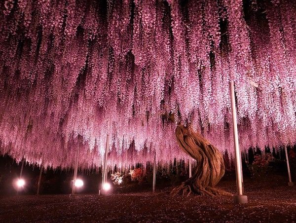 Vườn hoa tử đằng Ashikaga – Nhật Bản