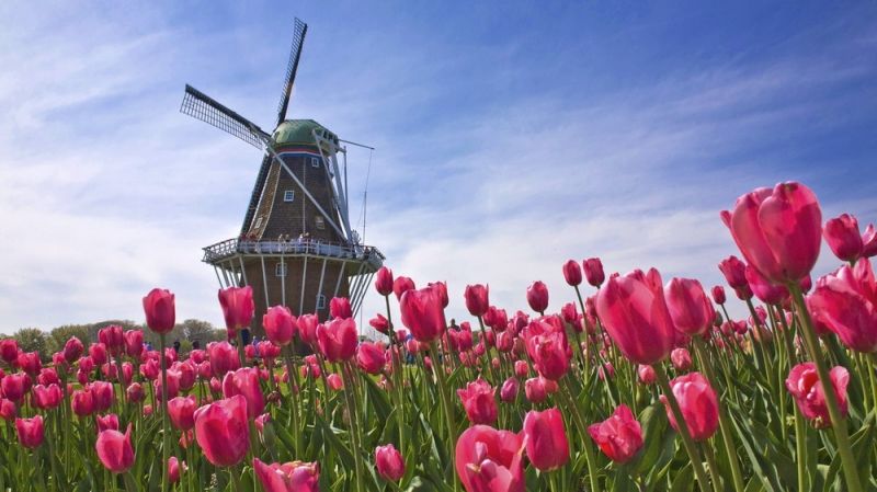 Vườn hoa tulip Keukenhof - Hà Lan
