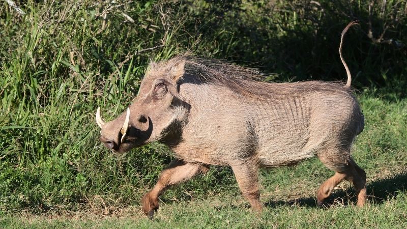 Warthog