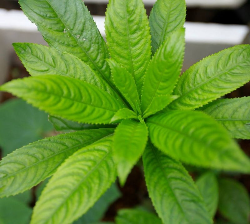 Xương xông và mật ong Xương xông và mật ong