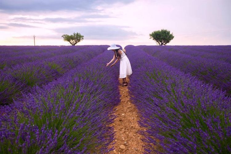 Cánh đồng hoa Lavender đồi chè Cầu Đất