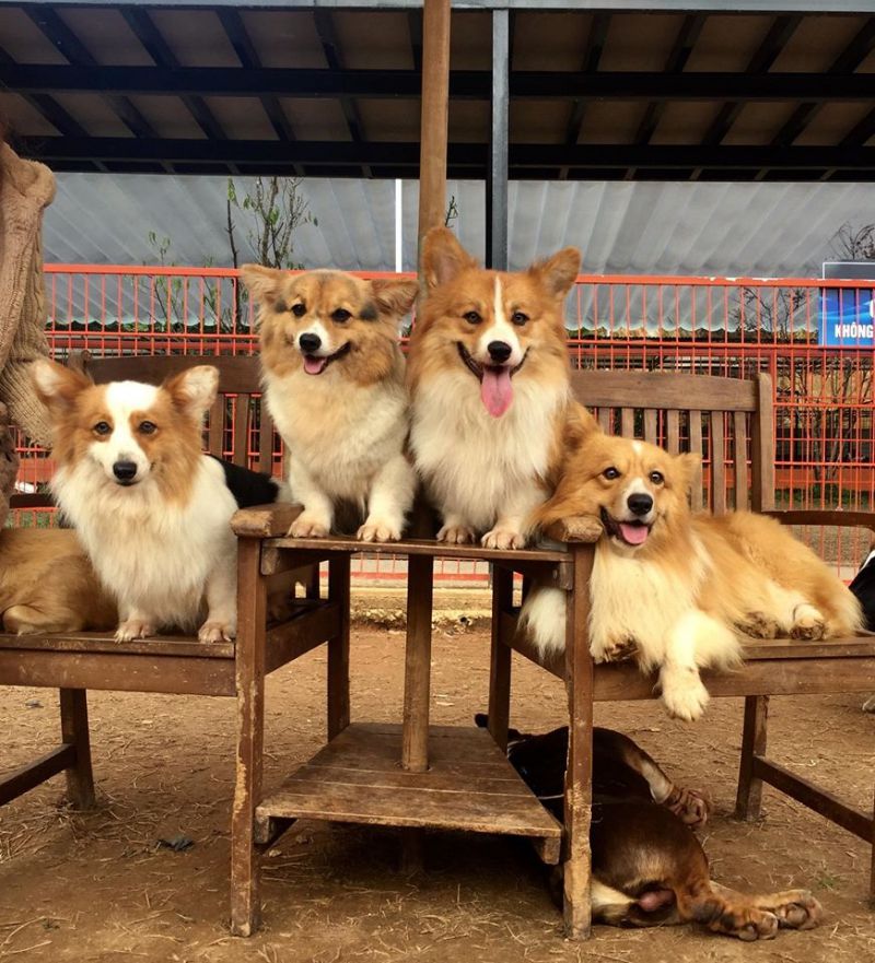 Puppy Farm – Nông Trại Cún