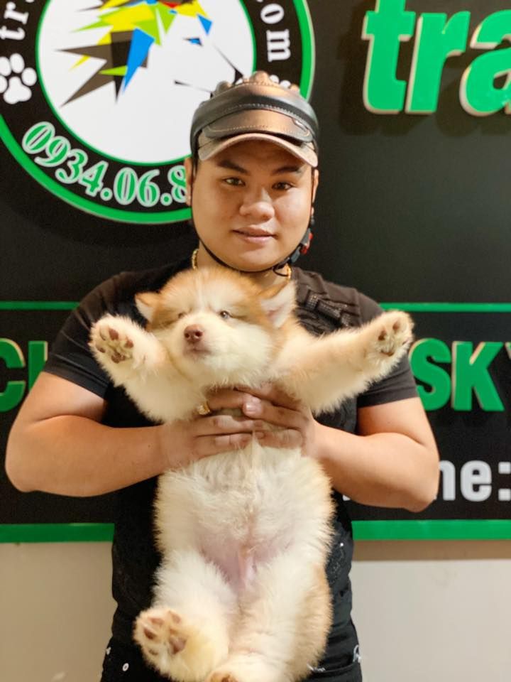 Trại Chó Husky, Alaska Lê Trung - TPHCM