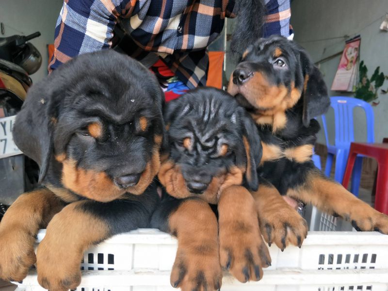 Trại chó Rottweiler Phúc Hậu