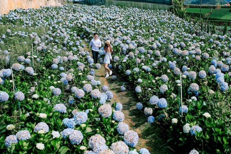 Vườn hoa cẩm tú cầu Hoa Sơn Điền Trang