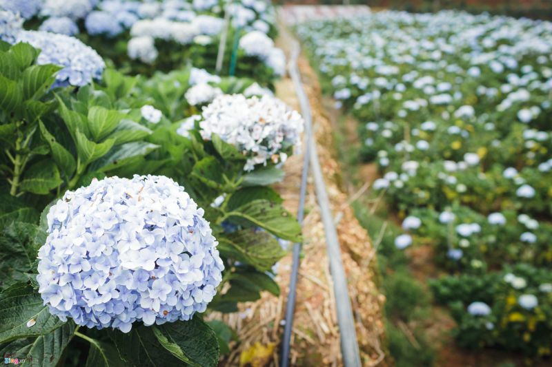 Vườn hoa cẩm tú cầu huyện Lạc Dương