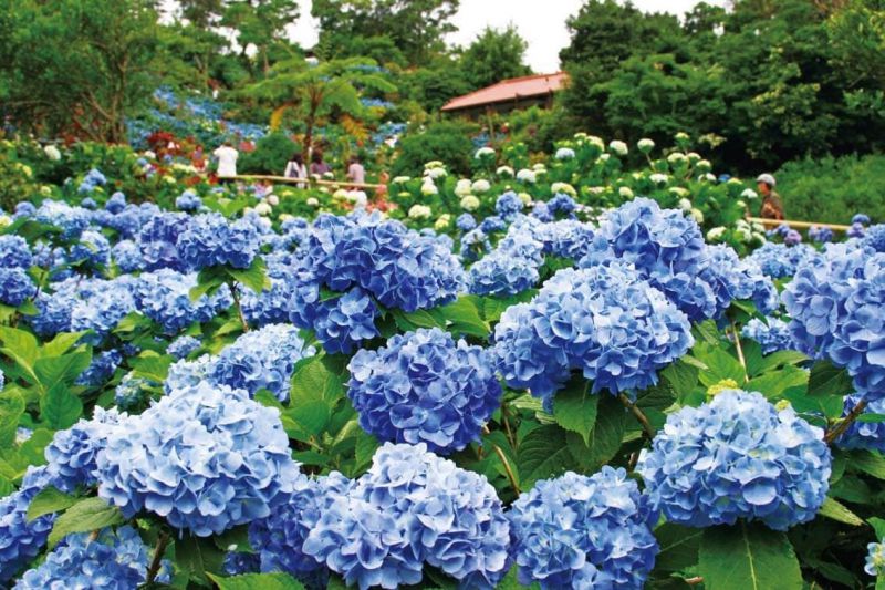 Vườn hoa cẩm tú cầu huyện Lạc Dương