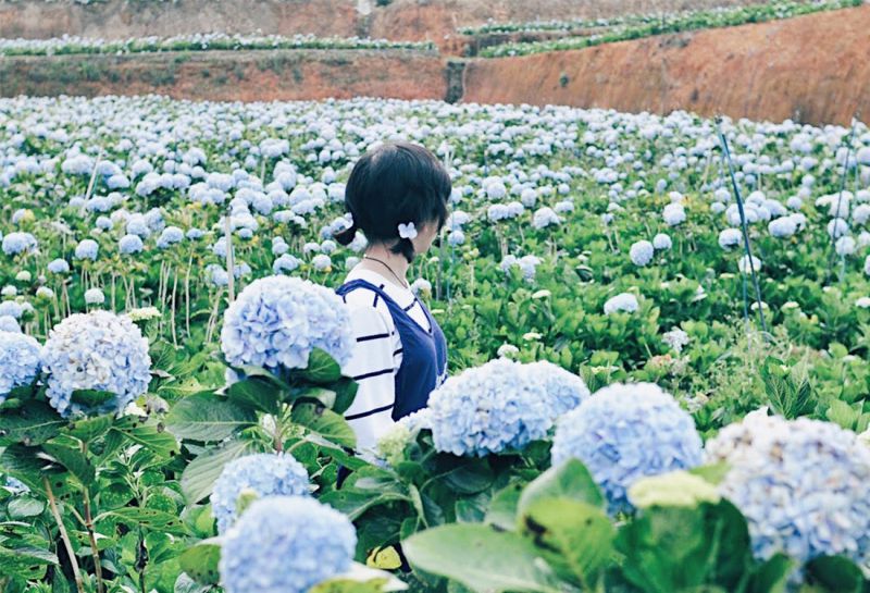 Vườn hoa cẩm tú cầu ở làng Đất Sét – Đường Hầm Điêu Khắc
