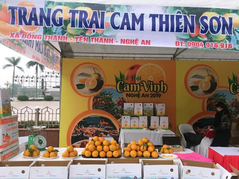 CAM XÃ ĐOÀI - Trang trại cam Thiên Sơn