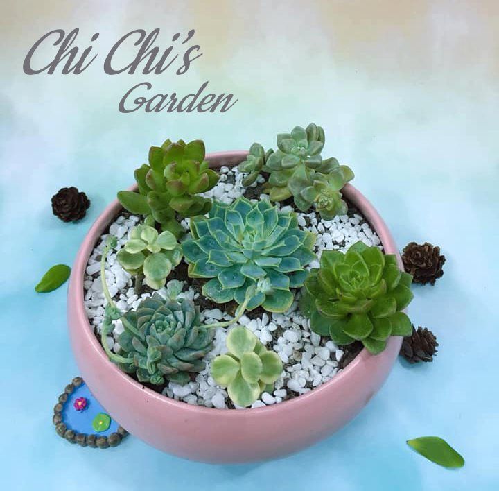 Chi Chi’s Garden