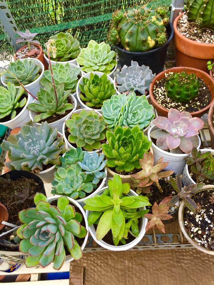 Gia Huy Succulents Sen Đá