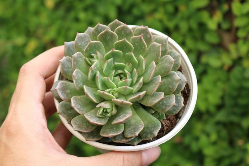 Sen Đá Đẹp Sen Đá Đẹp