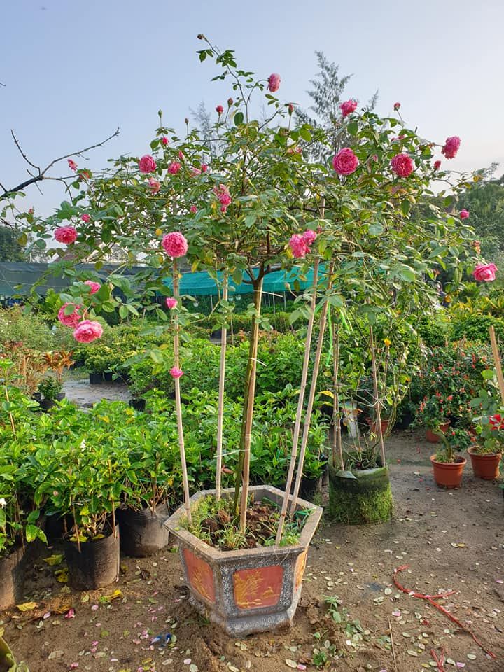 Vườn hoa Cảnh Hương