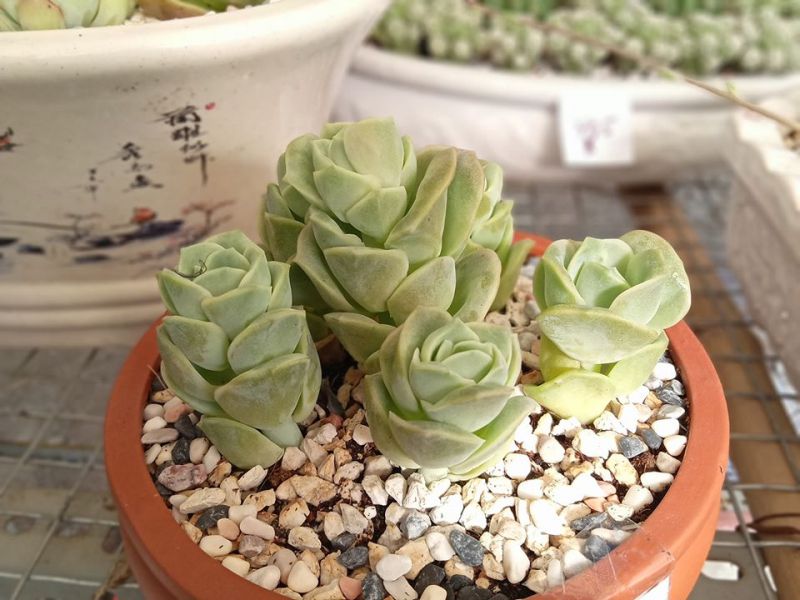 Vườn sen đá Thủ Dầu Một