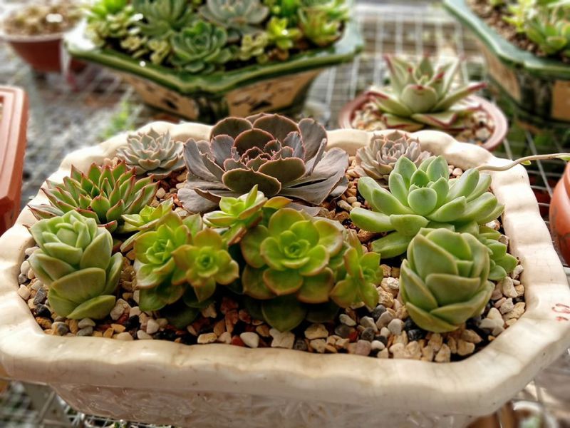 Vườn sen đá Thủ Dầu Một