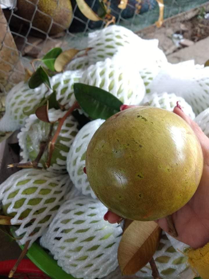 Đặc sản trái cây sạch Thuần Việt