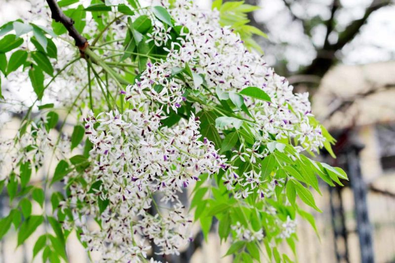 NHỚ HOA THÁNG BA! NHỚ HOA THÁNG BA!