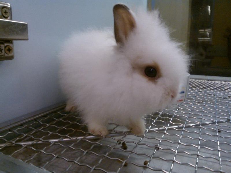 Nhà vật yêu Nhà vật yêu