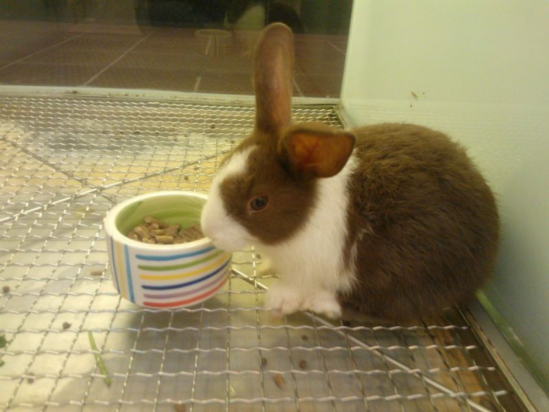 Nhà vật yêu Nhà vật yêu