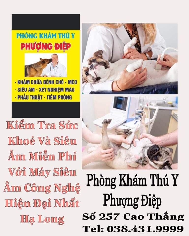 Pet Shop Phượng Điệp