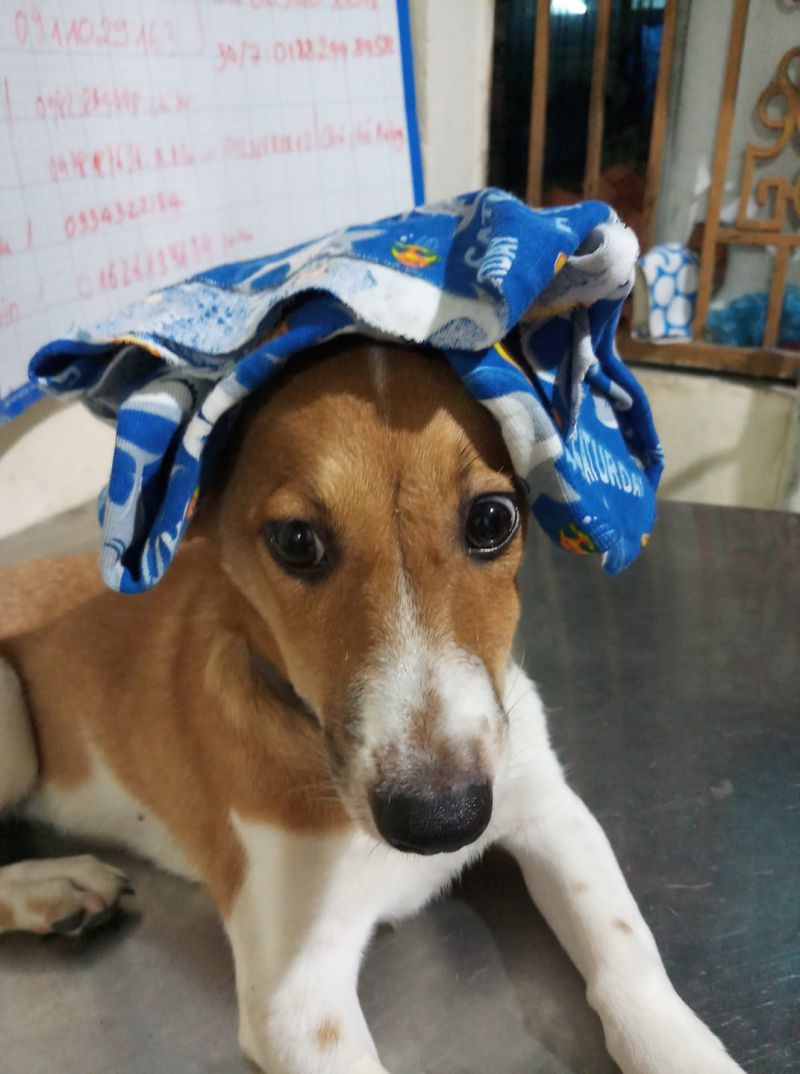 Phòng khám Thú y BS Huyền Phòng khám Thú y BS Huyền