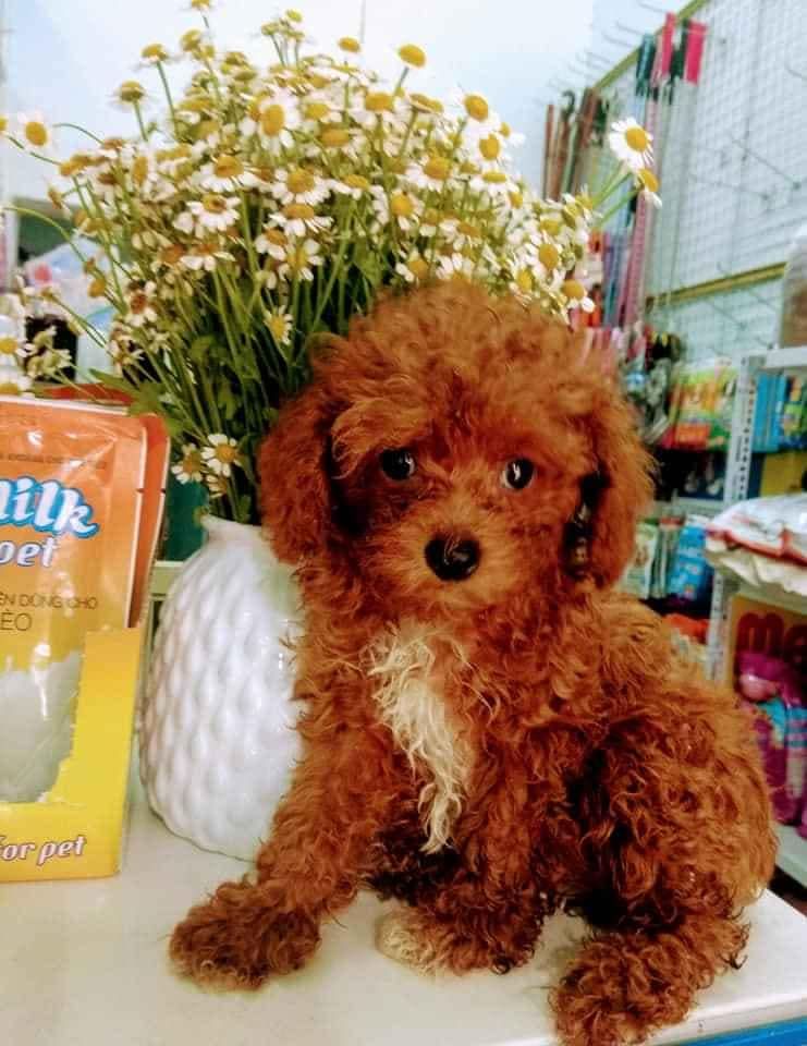 Bi Shop - Thức ăn phụ kiện - chăm sóc chó mèo Thanh Hoá
