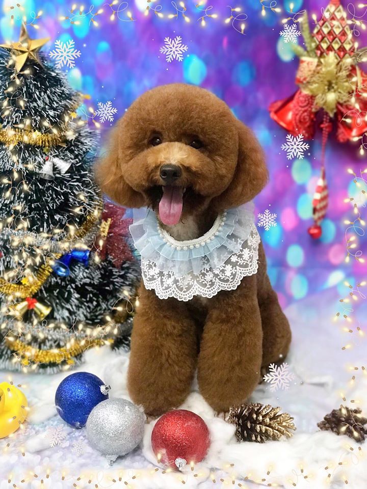 Huong Poodle Home