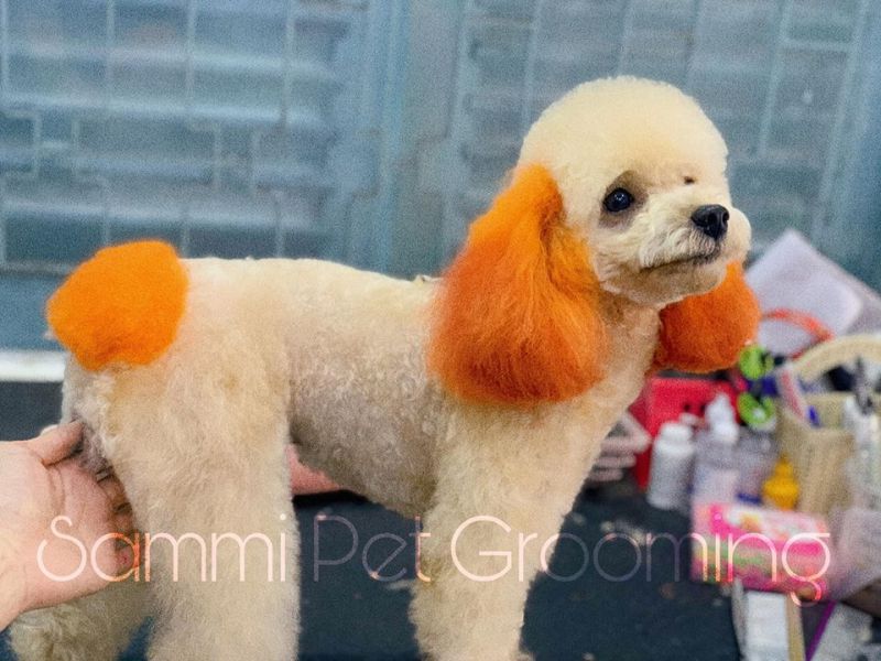 Sammi Pet shop - Grooming Cắt, Tỉa, Tạo Kiểu Thú Cưng