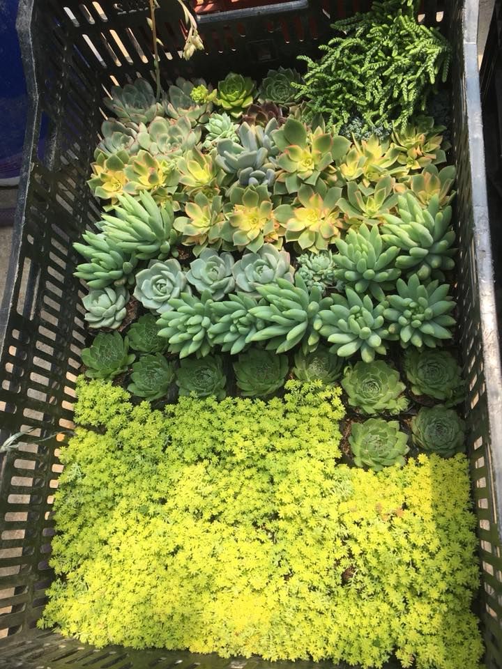 Sen đá Đà Lạt Green Garden Sen đá Đà Lạt Green Garden