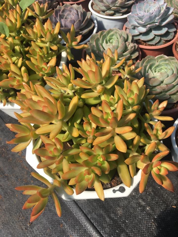 Sen đá Đà Lạt Green Garden Sen đá Đà Lạt Green Garden