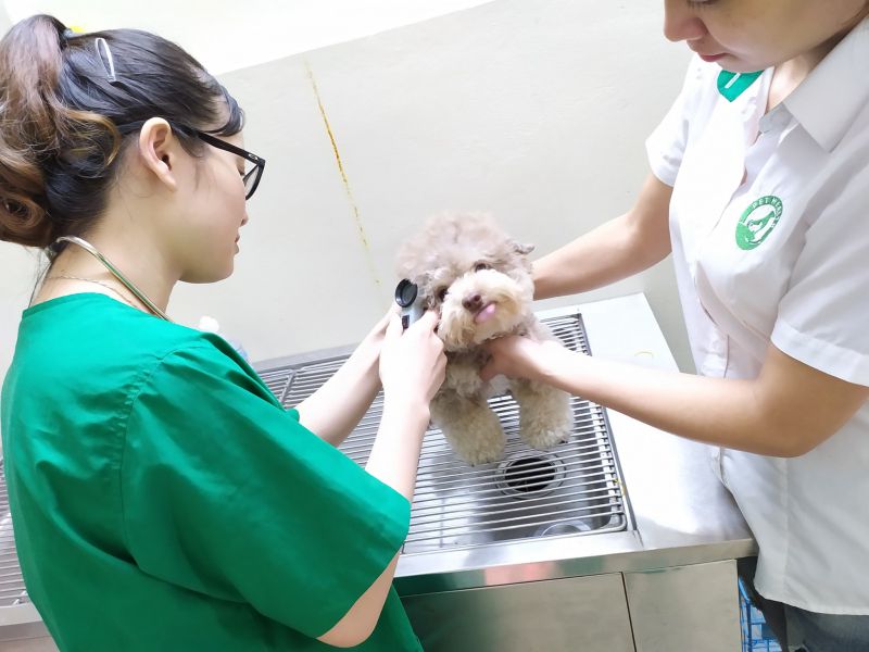 Bệnh viện thú y Pethealth Ninh Bình