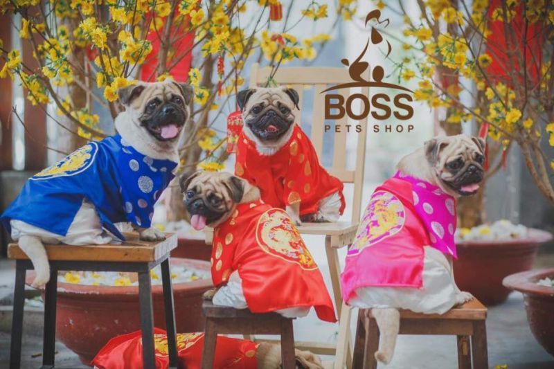 Boss Pets Shop - Thế giới thú cưng
