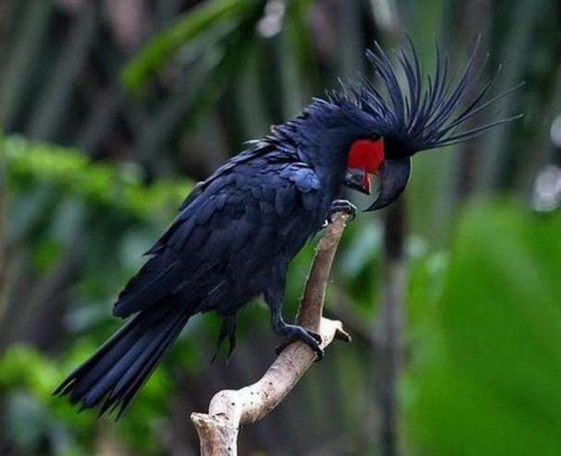 Chim Palm Cockatoo