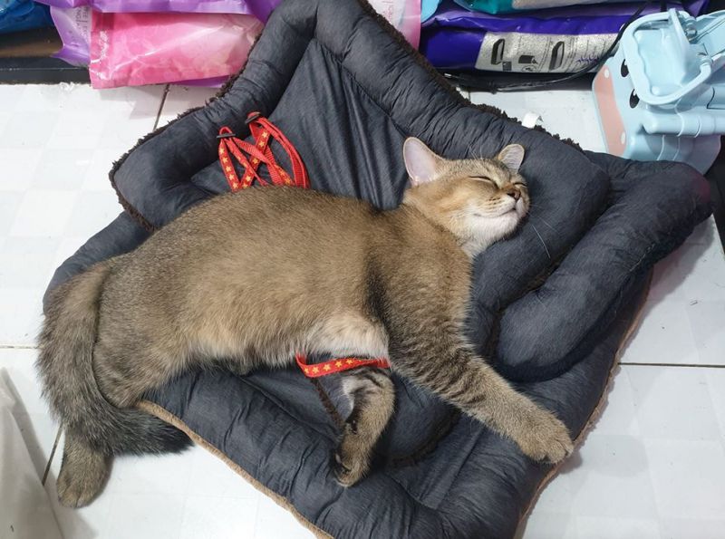Petshop Ốc Nhỏ Petshop Ốc Nhỏ