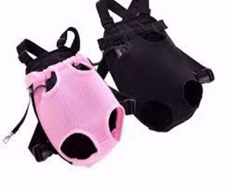 Petshop Ốc Nhỏ Petshop Ốc Nhỏ