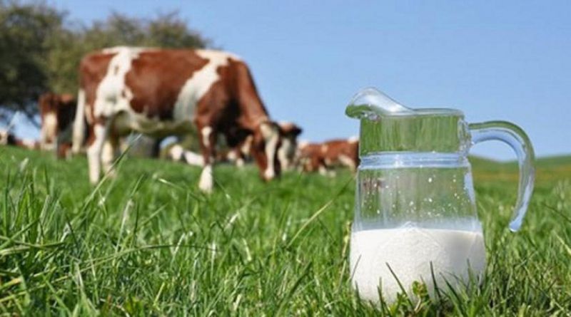 Sữa tươi organic Cô Gái Hà Lan