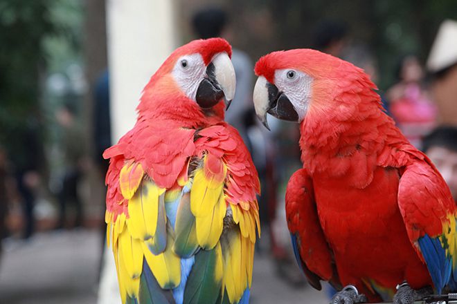 Vẹt Scarlet Macaw