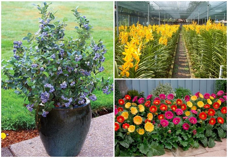 Đại lí phân phối cây giống Huế Đại lí phân phối cây giống Huế