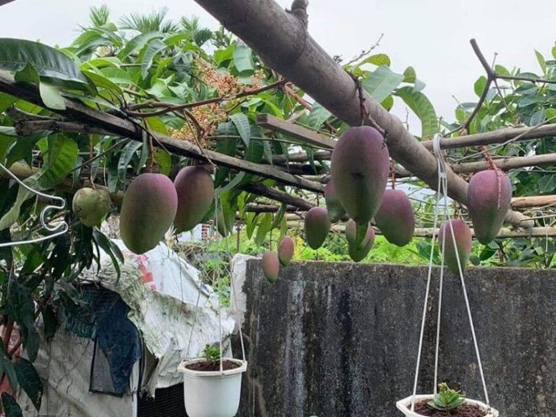 Đại lí phân phối cây giống Huế Đại lí phân phối cây giống Huế