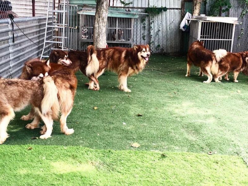 Trại chó Nguyễn Thành Kennels