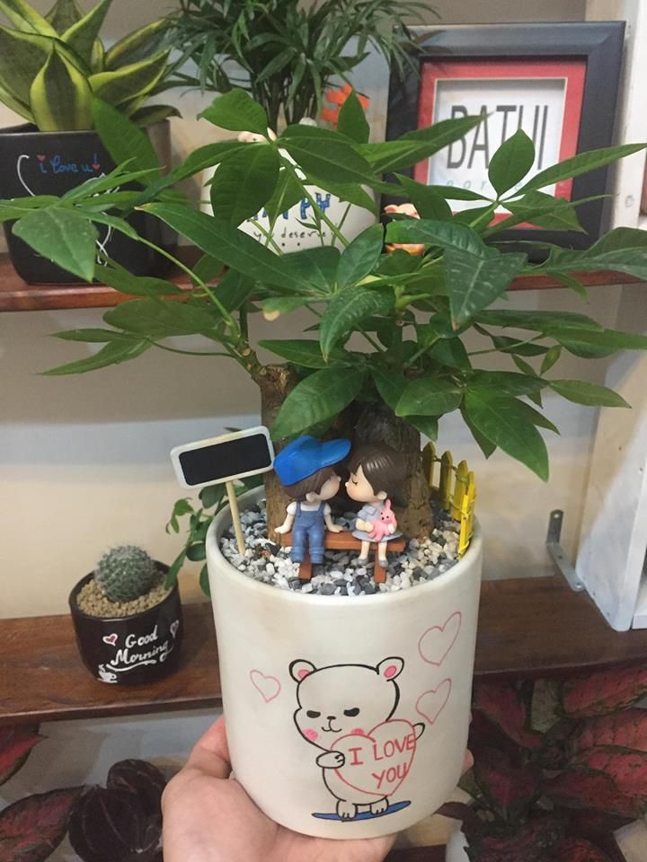 Batui Garden – shop cây cảnh văn phòng ở Nha Trang