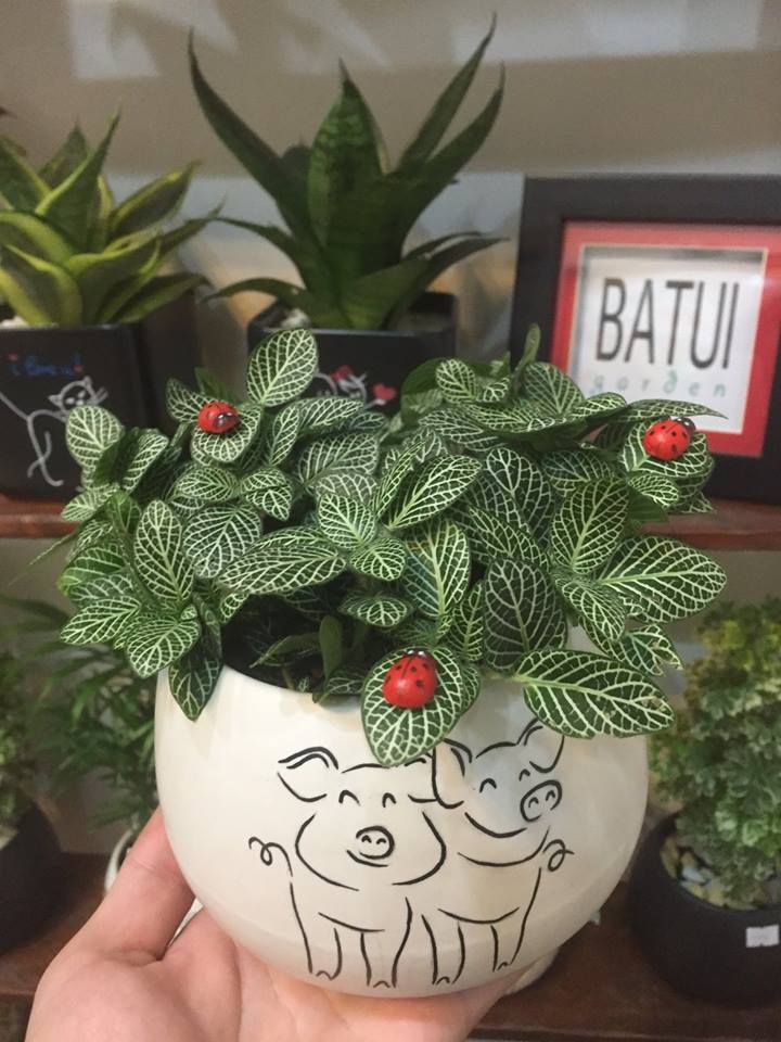 Batui Garden – shop cây cảnh văn phòng ở Nha Trang