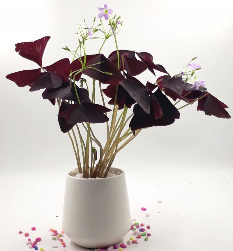 Cây Cảnh Nha Trang - KTV