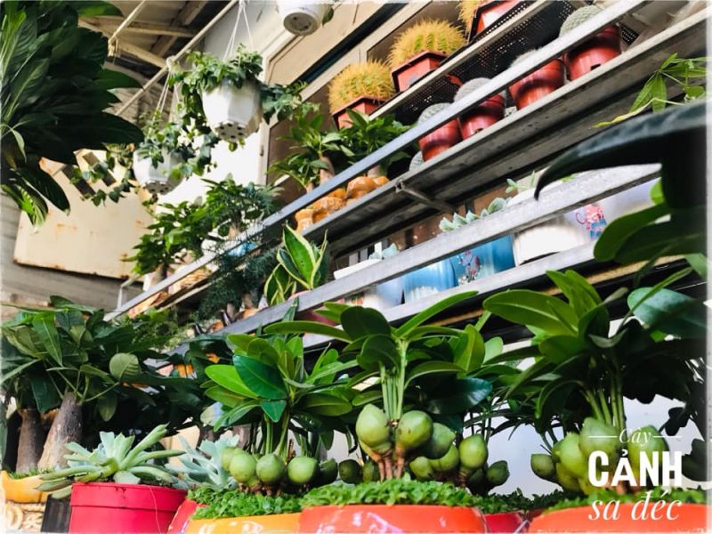 Cây cảnh Sa Đéc Nha Trang