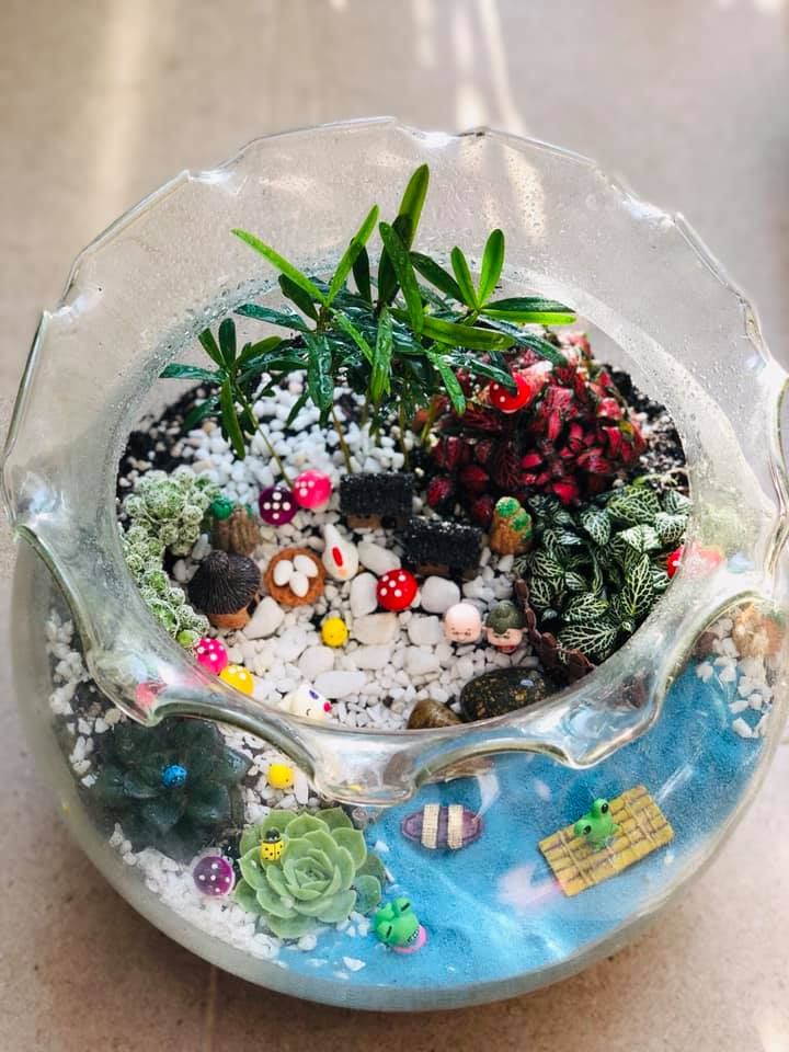 Sen đá – P&P Garden