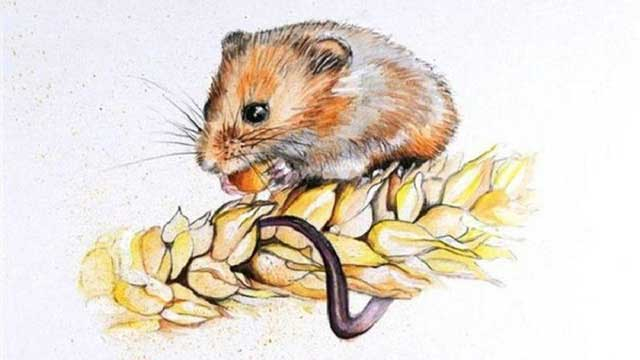 Tuổi Tý
