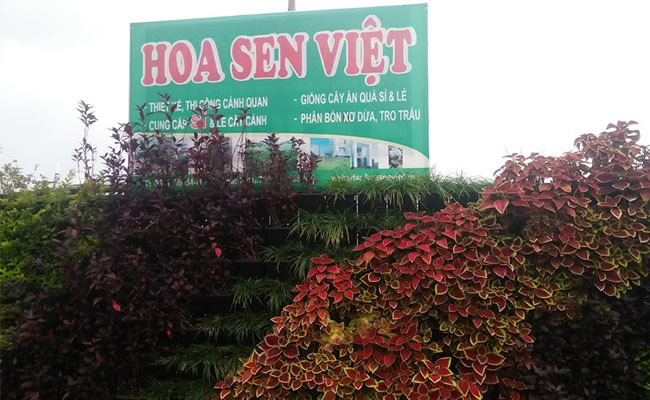 Cây cảnh Hoa Sen Việt