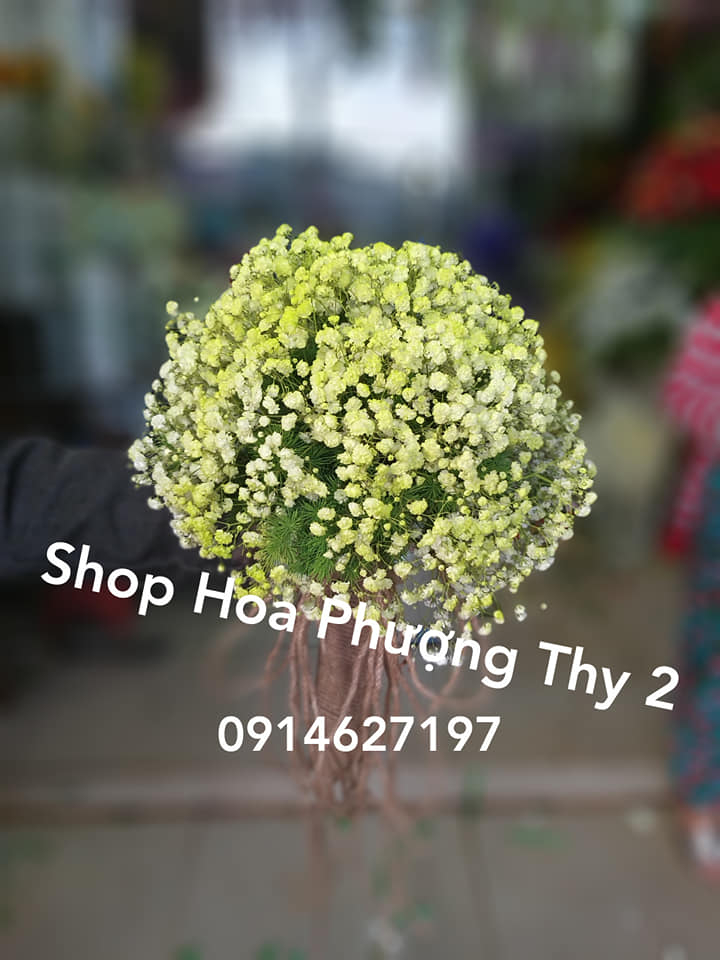 Shop Hoa Phượng Thy 2